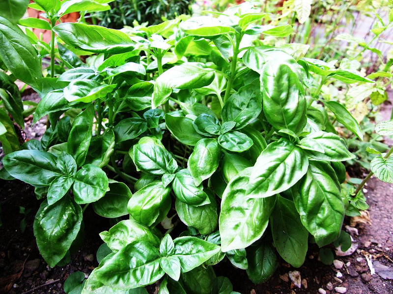 perierga.gr - 10 φυτά που είναι φυσικά αντικουνουπικά!