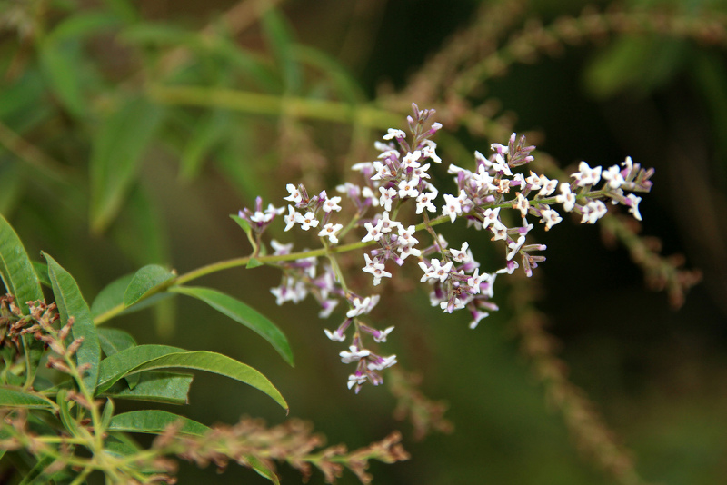 perierga.gr - 10 φυτά που είναι φυσικά αντικουνουπικά!