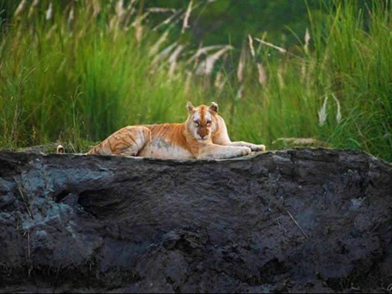 Perierga.gr - Σπάνια χρυσή τίγρης εντοπίστηκε ζωντανή μετά από χρόνια