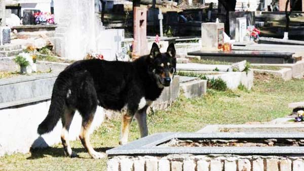 perierga.gr - Ένας αφοσιωμένος φίλος...