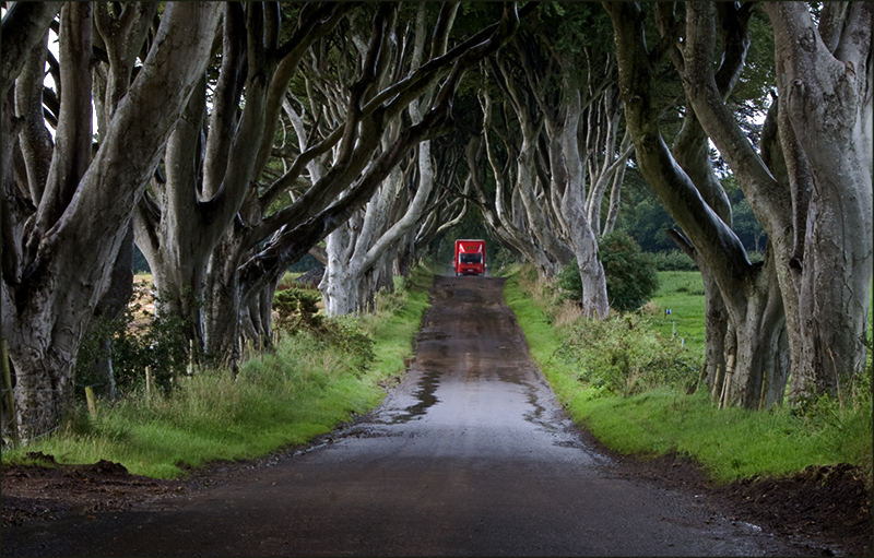 perierga.gr - Dark Hedges: Ένας παράξενος δρόμος!