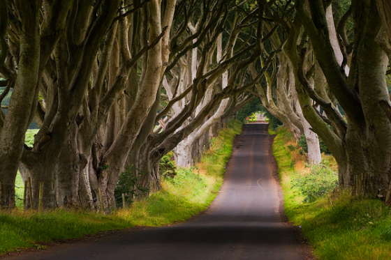 perierga.gr - Dark Hedges: Ένας παράξενος δρόμος!