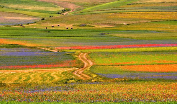 perierga.gr - Castelluccio: Η πολύχρωμη κοιλάδα της Ιταλίας!