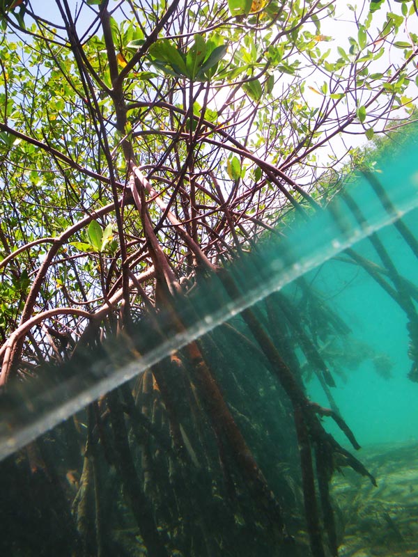 perierga.gr - Mangrove: Τα δέντρα της θάλασσας!