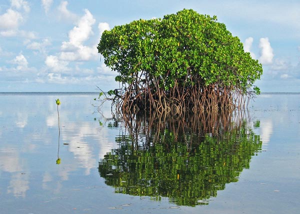 perierga.gr - Mangrove: Τα δέντρα της θάλασσας!