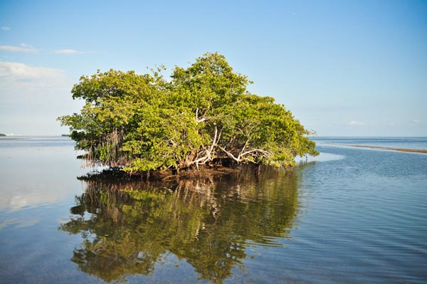 perierga.gr - Mangrove: Τα δέντρα της θάλασσας!